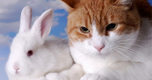 Год Котокролика