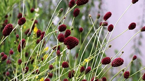 Трава луговая