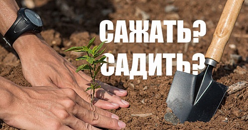 Сажать или садить?