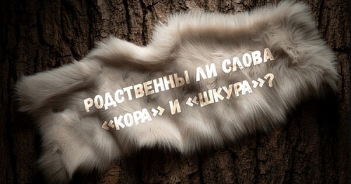 Родственны ли слова «кора» и «шкура»?