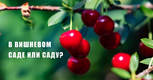 В вишневом саде или саду?