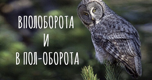 Вполоборота и в пол-оборота