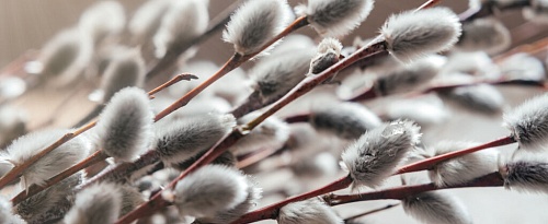 Верба зацвела – весна пришла